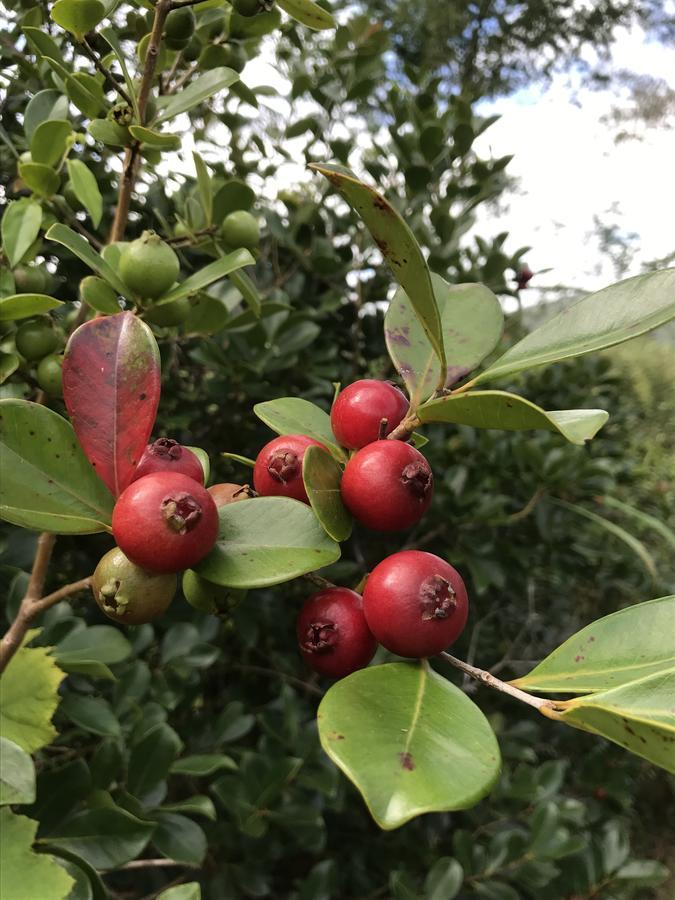 Fleur Des Iles Acomodação com café da manhã Bras-Panon Exterior foto